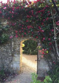 rose-arch